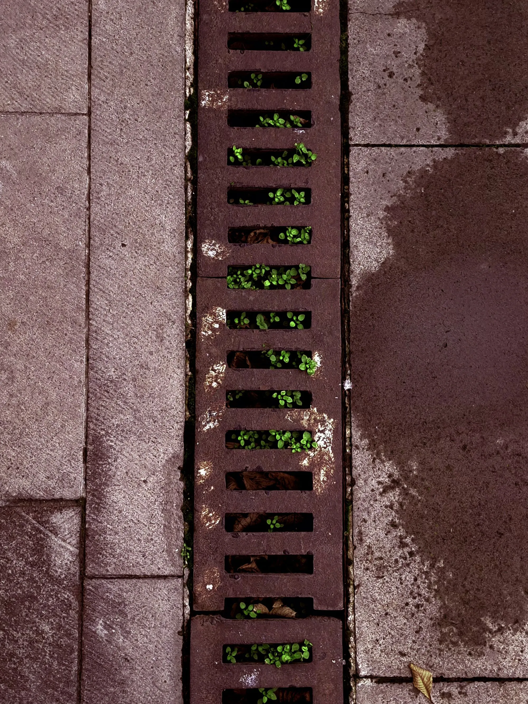 Weeds growing out of a blocked gutter